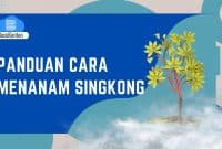 Panduan Lengkap untuk Pemula Cara Menanam Singkong