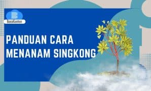 Panduan Lengkap untuk Pemula Cara Menanam Singkong
