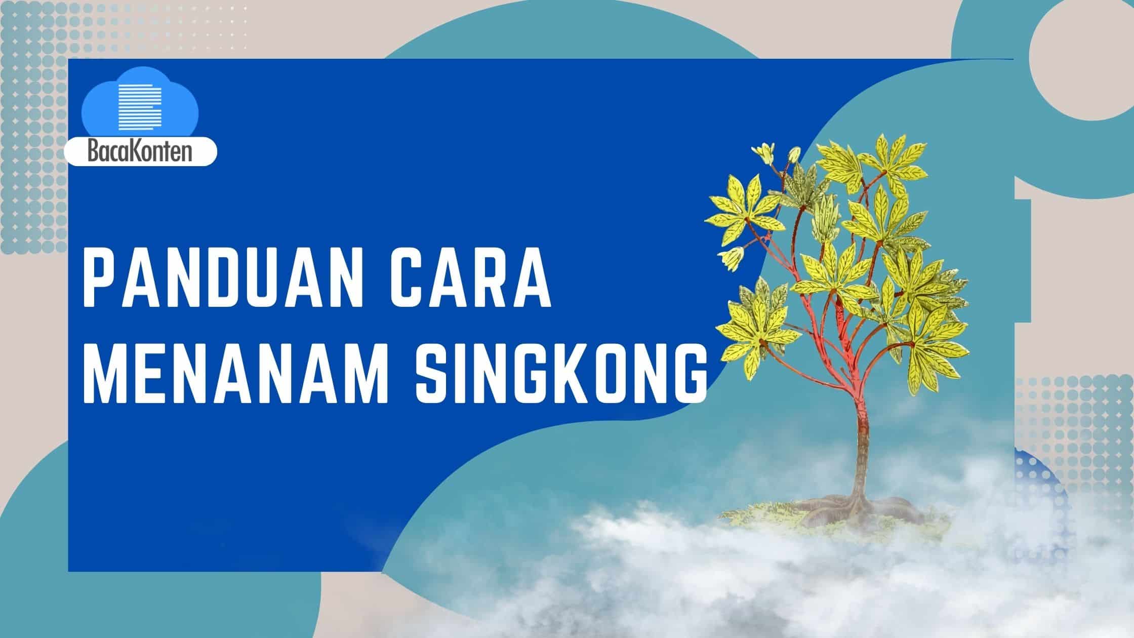 Panduan Lengkap untuk Pemula Cara Menanam Singkong