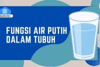 Fungsi Air Putih Dalam Tubuh